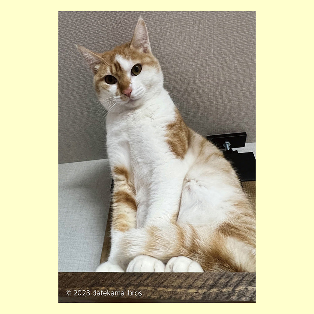 バラエティポストカード「きらり」「高みの見物中」通信面 ポストクロッシング 猫 ペット 家猫