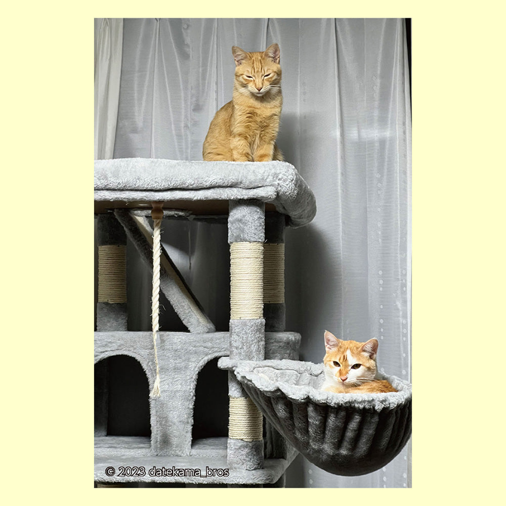 バラエティポストカード「きらり」「キャットタワー」通信面 ポストクロッシング 猫 ペット 家猫