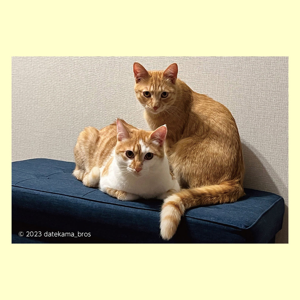 バラエティポストカード「きらり」「カメラ目線OKです!」通信面 ポストクロッシング 猫 ペット 家猫