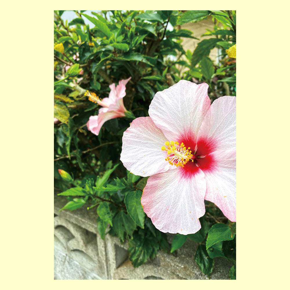 バラエティポストカード「きらり」 「ハイビスカスのお花」通信面 ポストカード 花 沖縄 白 大輪 マキシマムカード ポストクロッシング