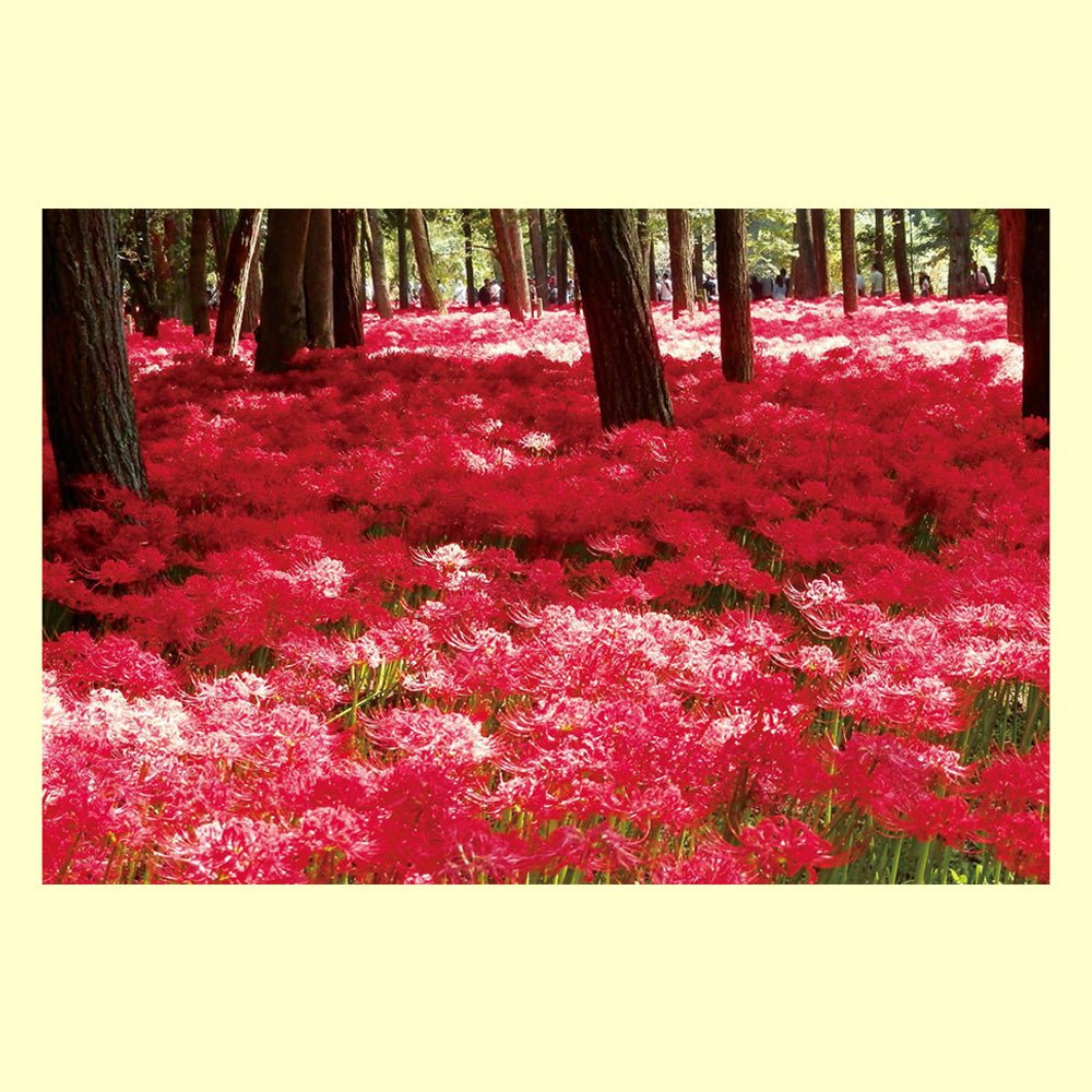 バラエティポストカード「きらり」 「紅の絨毯-曼殊沙華」通信面 花 秋 関東 埼玉 巾着田 彼岸花
