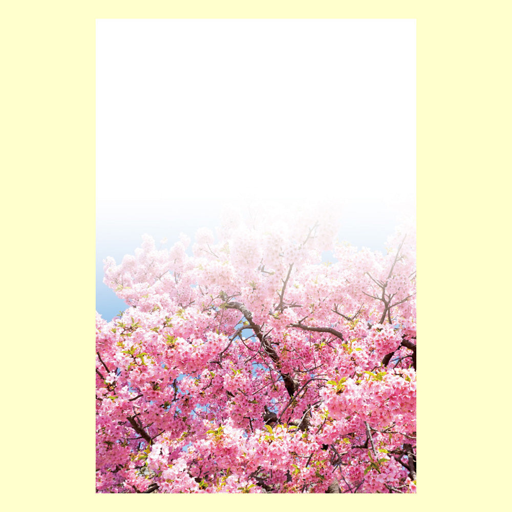 ポストカード「美桜（びおう）」通信面