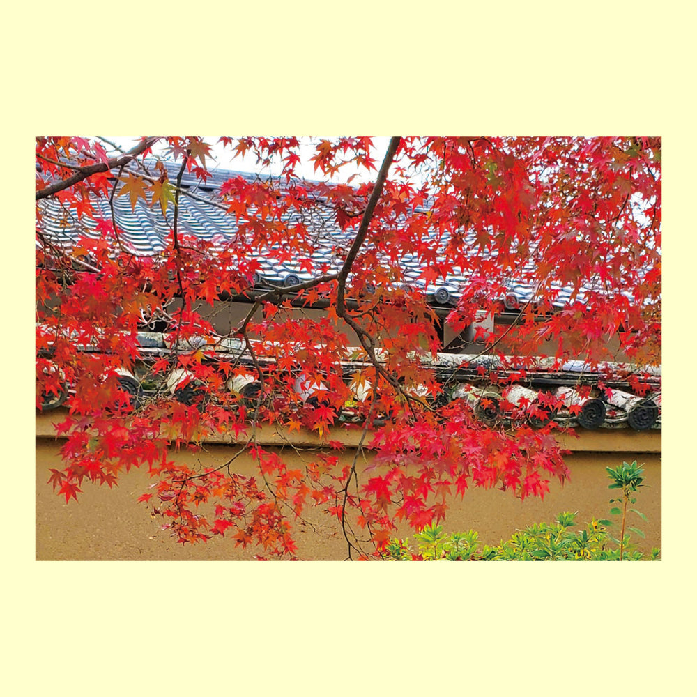バラエティポストカード「きらり」紅葉 瓦屋根 通信面