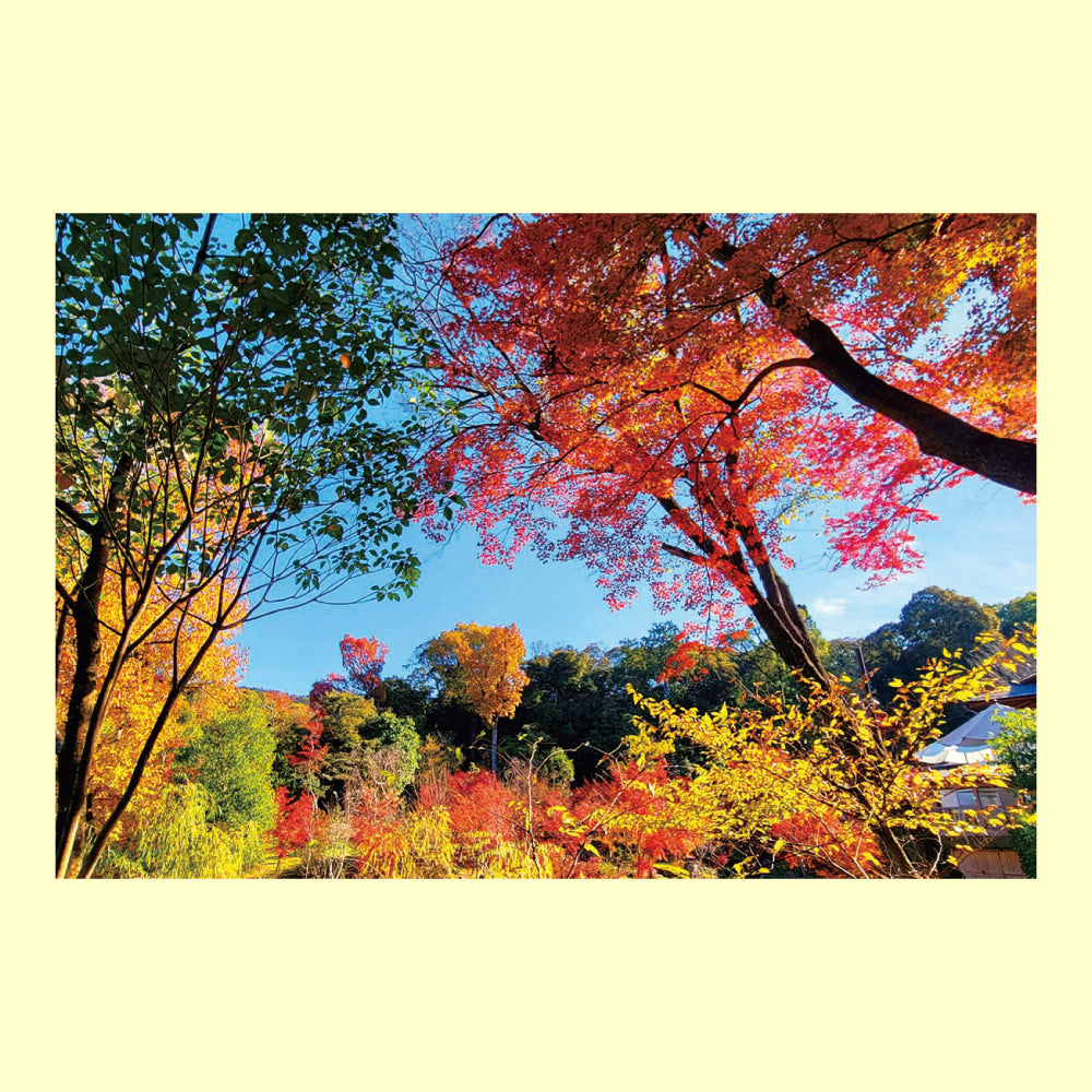 バラエティポストカード「きらり」 紅葉日和 木 もみじ 青空 秋