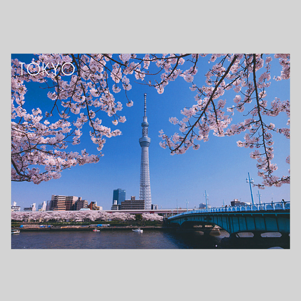 風景ポストカード「しきさい」 スカイツリーと桜(NBC)通信面 川 橋 船