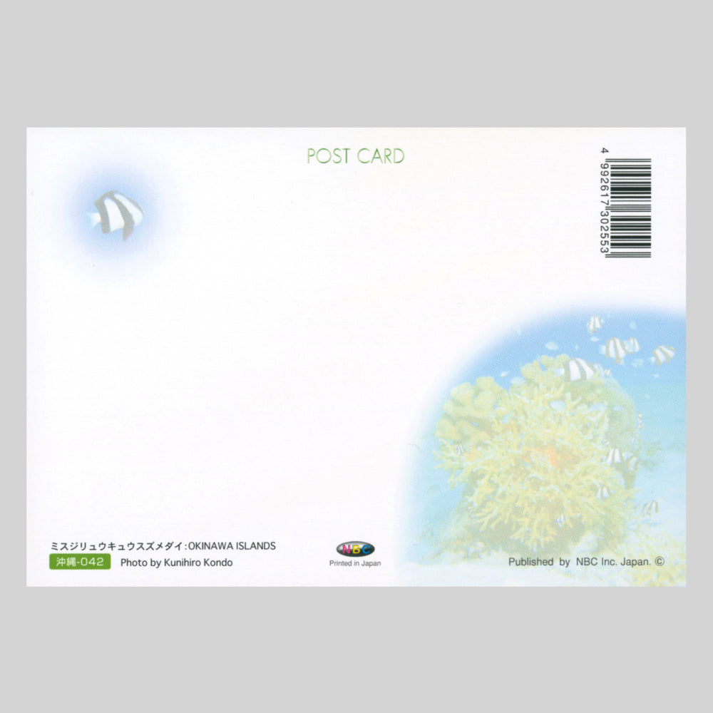 ミスジリュウキュウスズメダイ(NBC)