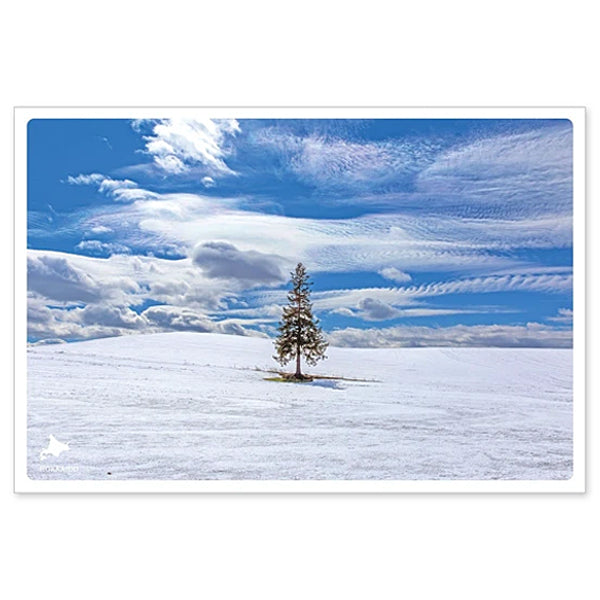 クリスマスツリーの木 通信面 うつろいポストカード「しきさい」 いろは出版製 美瑛 雪 冬 トウヒの木 北海道 空 ポストクロッシング