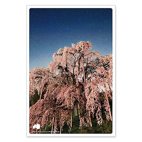 三春滝桜 通信面 うつろいポストカード「しきさい」 いろは出版製 東北 福島 春 花 天然記念物 ベニシダレザクラ 名木 樹齢1000年