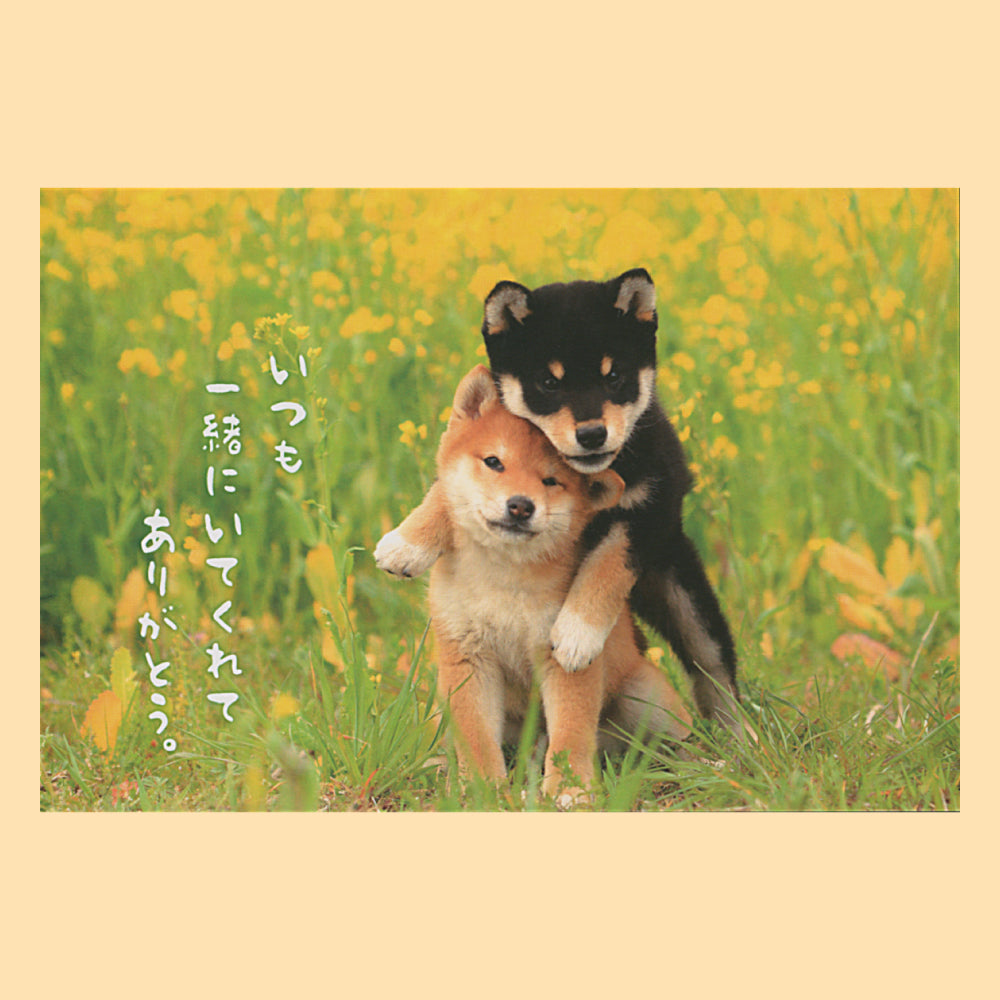 バラエティポストカード「きらり」 アクティブコーポレーション 通信面 犬 菜の花