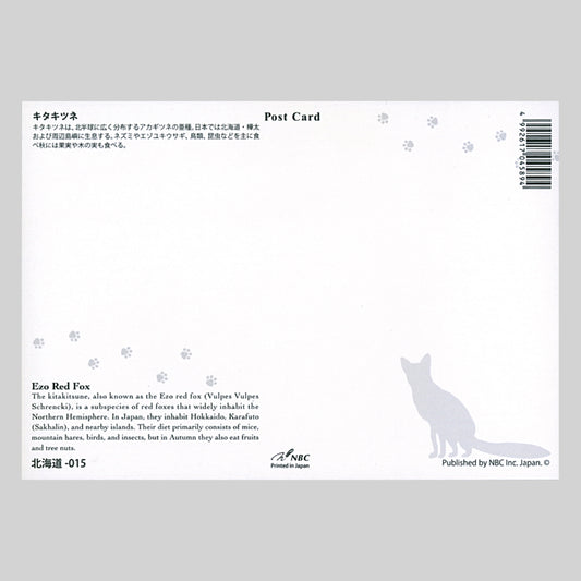 バラエティポストカード「きらり」 キタキツネ 宛名面 雪 北海道