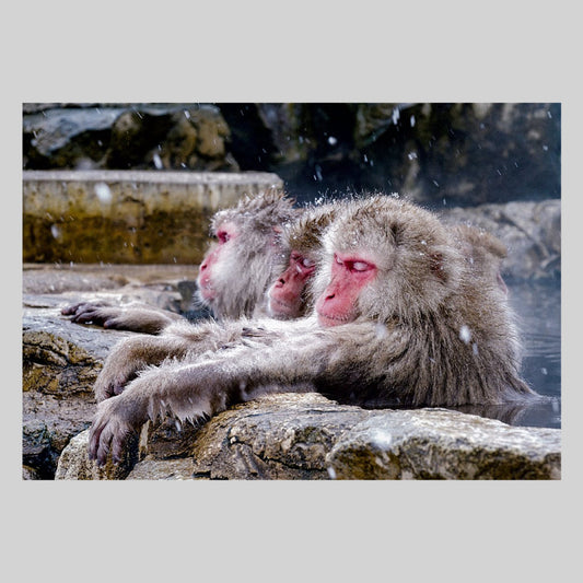 地獄谷野猿公苑の猿　通信面　うつろいポストカード「しきさい」　株式会社エヌ・ビー・シー社製　NBC