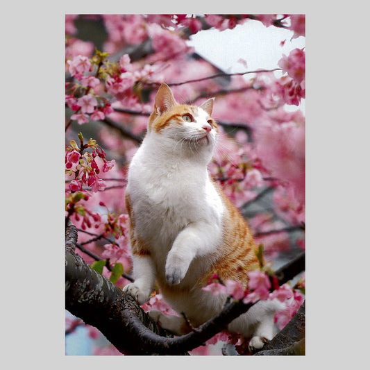 河津桜と猫　通信面　うつろいポストカード「しきさい」　株式会社エヌ・ビー・シー社製　NBC