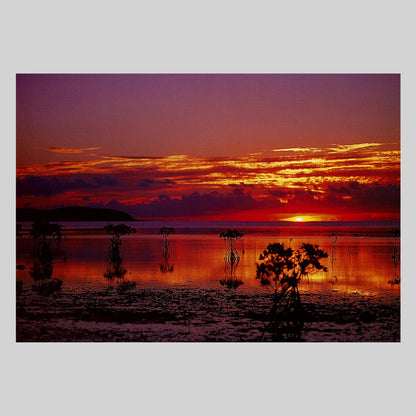 マングローブと朝焼け：西表島　通信面　うつろいポストカード「しきさい」　株式会社エヌ・ビー・シー社製　NBC