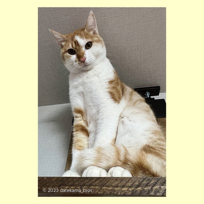 バラエティポストカード「きらり」「高みの見物中」通信面　ポストクロッシング  猫  ペット  家猫