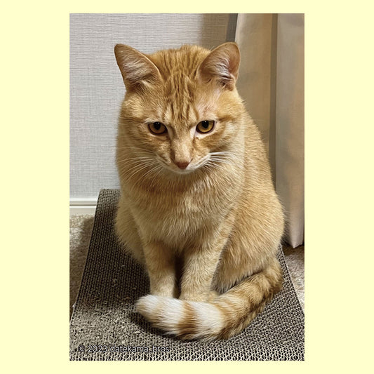 バラエティポストカード「きらり」「初めまして」通信面　ポストクロッシング  猫  ペット  家猫