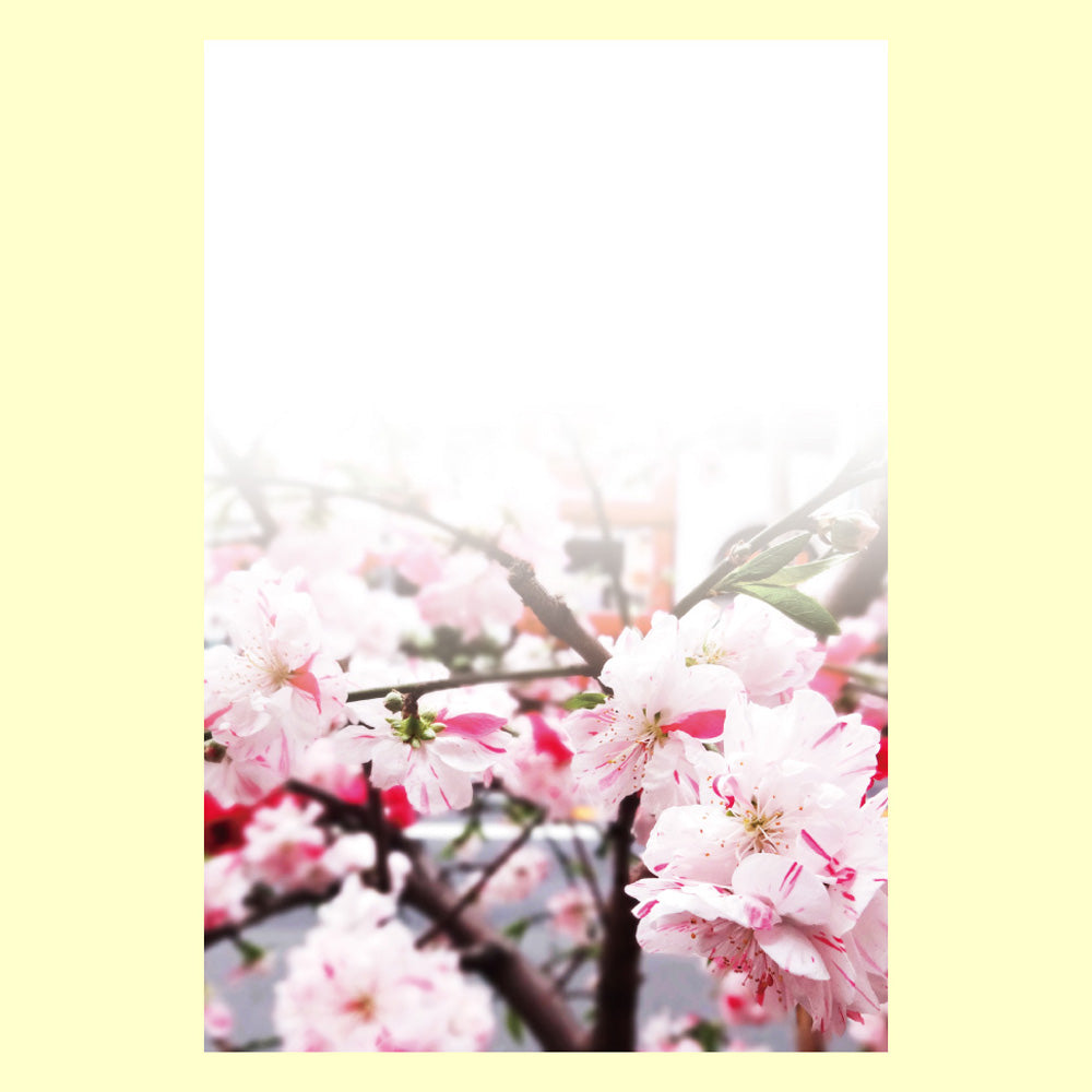 バラエティポストカード「きらり」　「桜花（おうか）」通信面　ポストカード  マキシマムカード  花  桜  白  ピンク