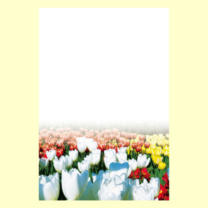 バラエティポストカード「きらり」　「さいた さいた」通信面　花  チューリップ  春  赤  白  黄色  マキシマムカード
