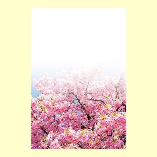 ポストカード「美桜（びおう）」通信面