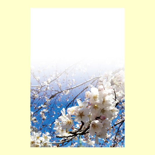  ポストカード「桜空（さく）」通信面