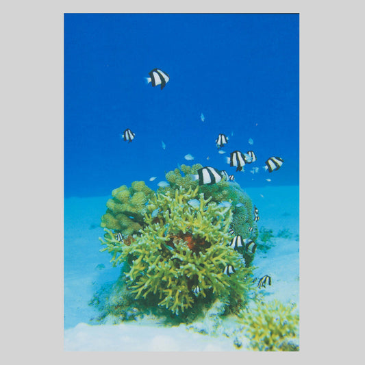ミスジリュウキュウスズメダイ（NBC）　沖縄　海中　魚　サンゴ