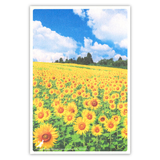 山本山高原 沢山ポケットパーク（いろは）