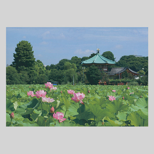 不忍池弁天堂と蓮の花（NBC）
