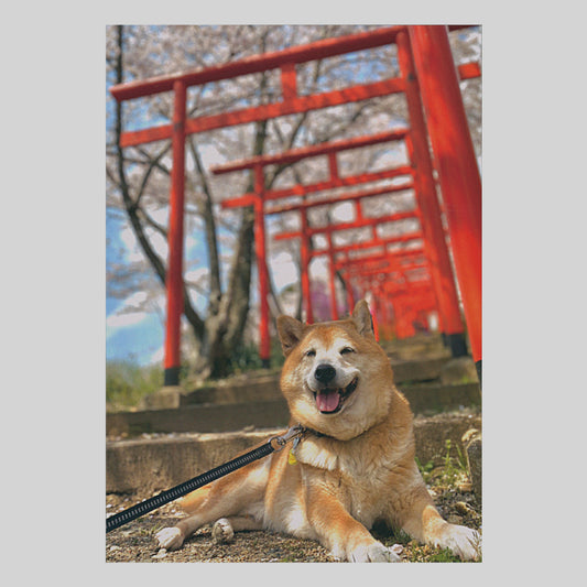 千本鳥居と柴犬（NBC）