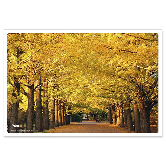 国営昭和記念公園　通信面　うつろいポストカード「しきさい」　いろは出版製　関東  東京  いちょう  秋  紅葉  並木道  立川