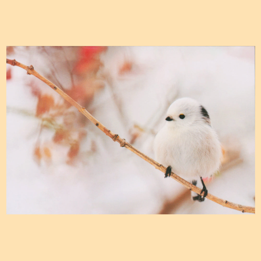 シマエナガ　PV-97a