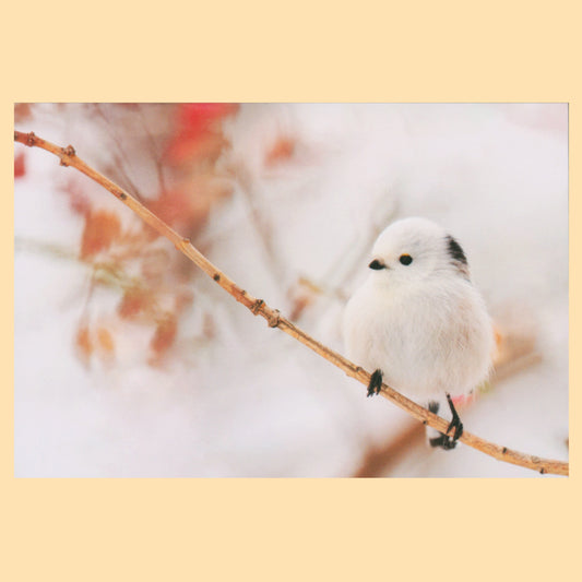 シマエナガ　PV-97a