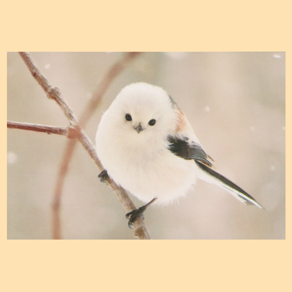 シマエナガ　PV-99a