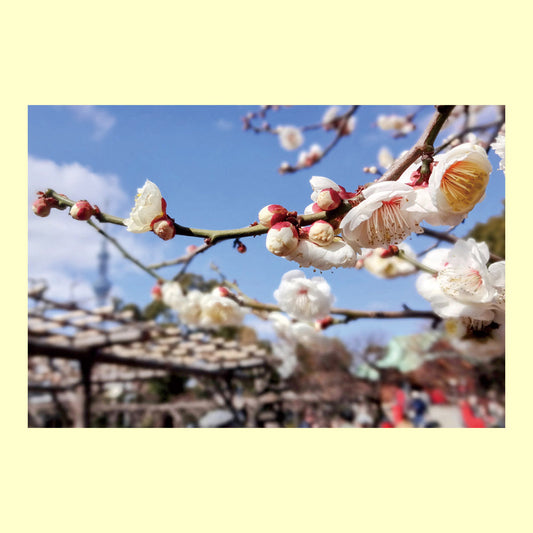 ポストカード「春よ来い～白梅の香り」通信面