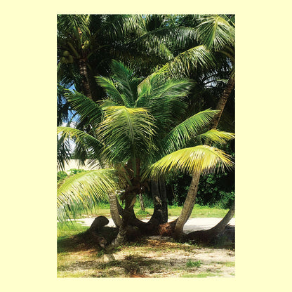 ポストカード「椰子の木」通信面
